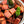 Laden Sie das Bild in den Galerie-Viewer, Wilder Tofu