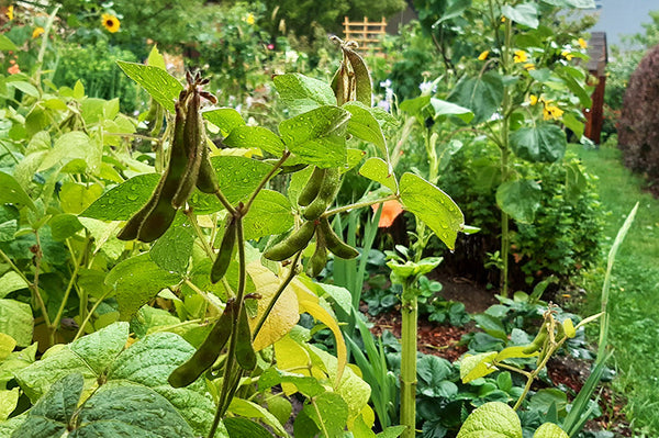 Gratis Bio-Sojabohnen für deinen Garten
